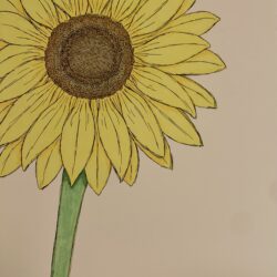 "Sunflower"